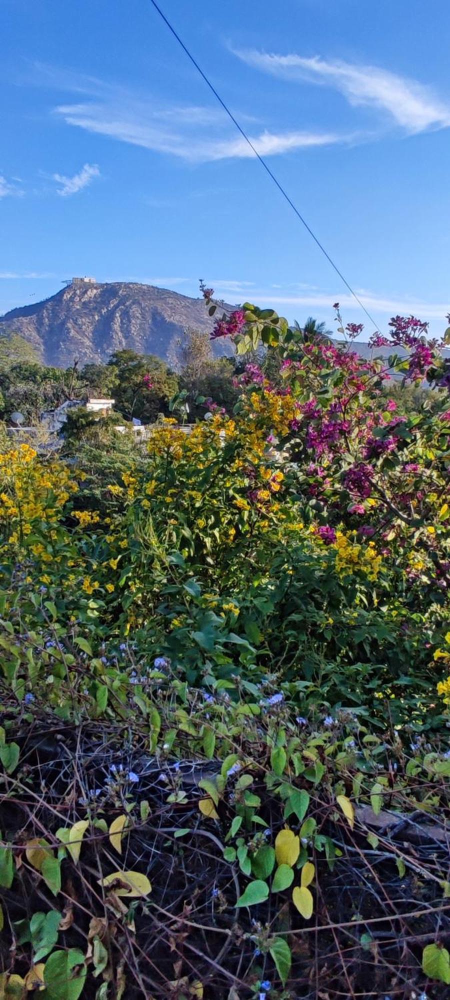 The Secret Garden Bed & Breakfast Pushkar Bagian luar foto