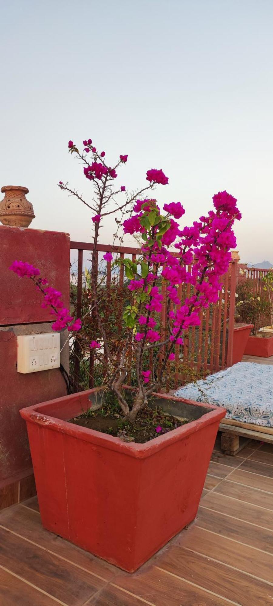 The Secret Garden Bed & Breakfast Pushkar Bagian luar foto