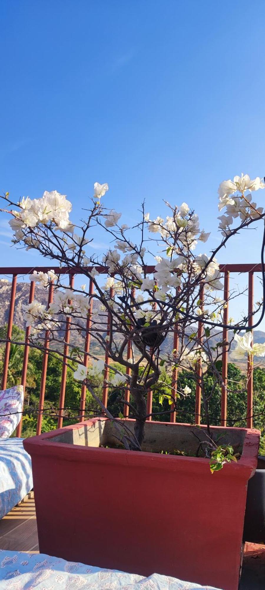 The Secret Garden Bed & Breakfast Pushkar Bagian luar foto