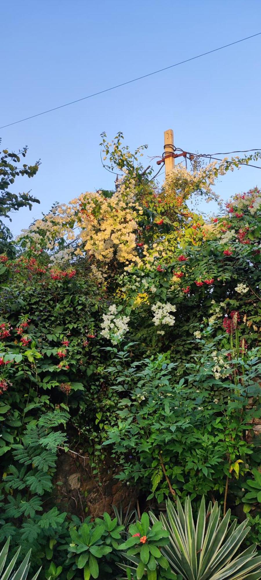 The Secret Garden Bed & Breakfast Pushkar Bagian luar foto